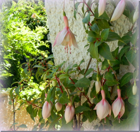 DSCN5252 DSCN5252