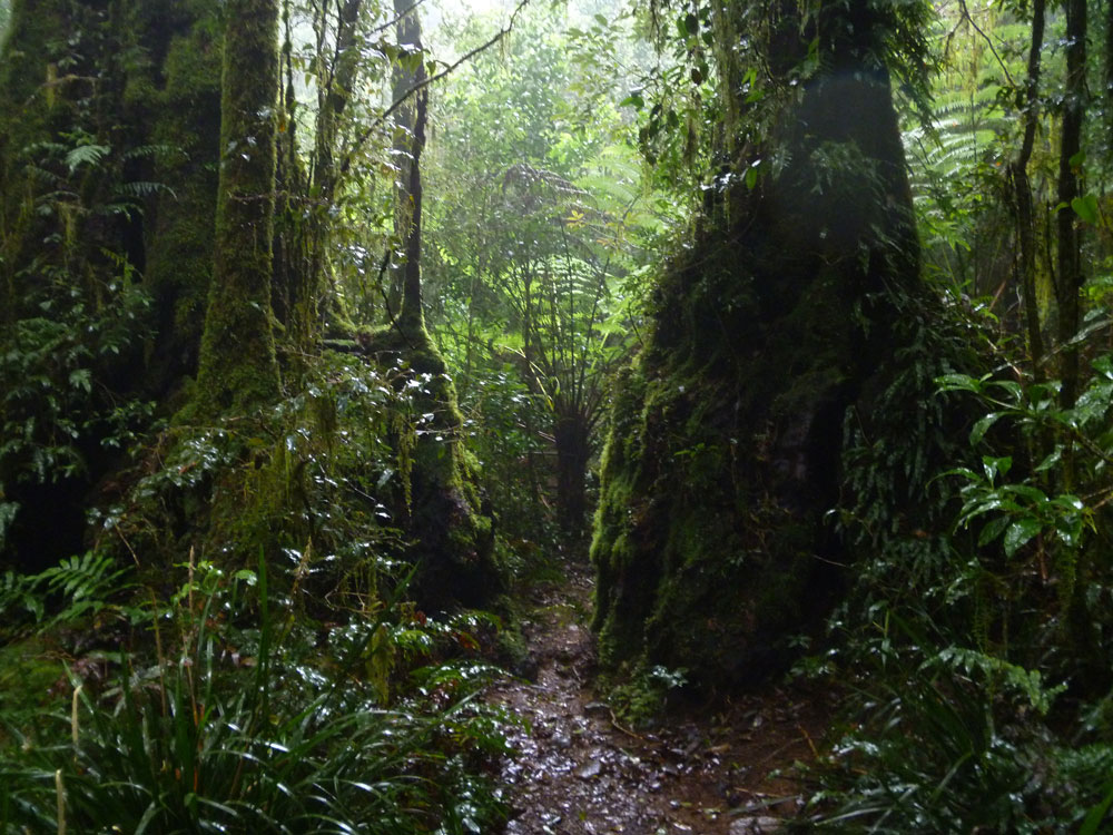Toolona Creek and Mount Wanungra, O’Reilly’s