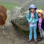 Lily looks a lot like the Alpaca.