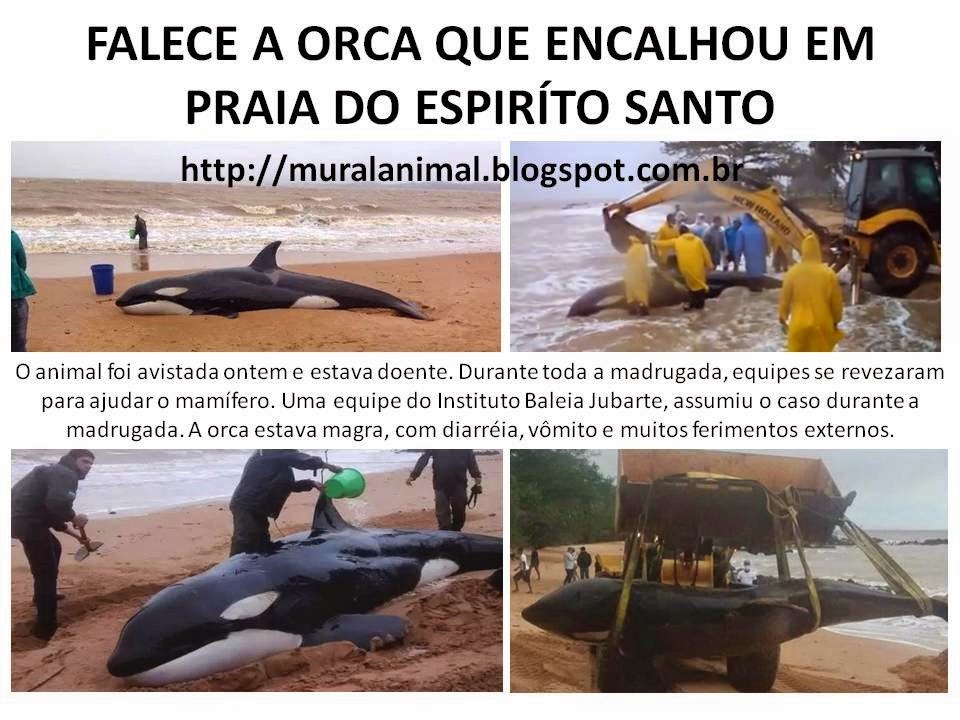 [FALECE%2520orca%255B3%255D.jpg]