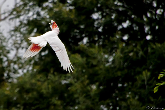 Spotting Image 1
