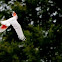 Major Mitchell's cockatoo