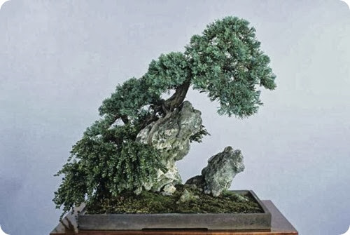 indoor vs outdoor bonsai1