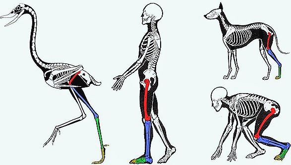 comparative anatomy