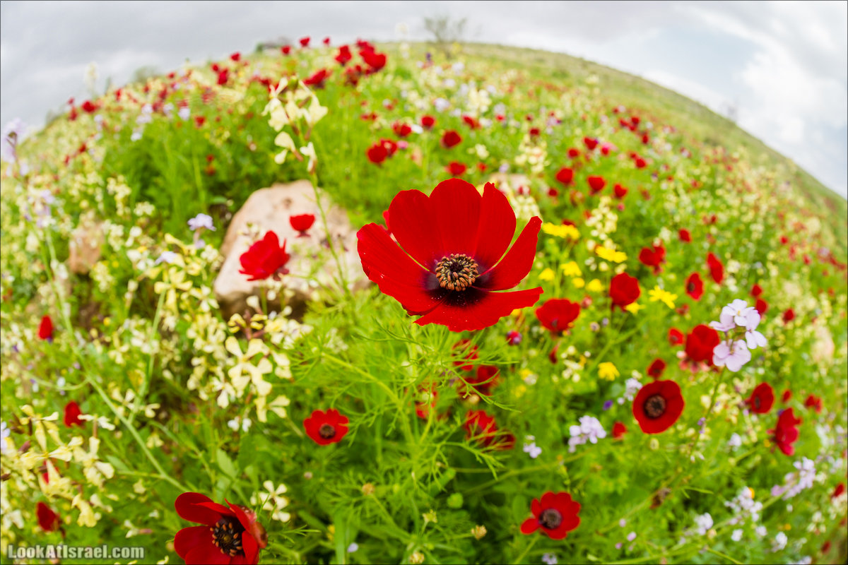 LookAtIsrael.com -      ,  | Um Zuka Reserve, Jordan valley, Israel | שמורת אום זוקה בבקעת ירדן