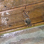 l006.jpg