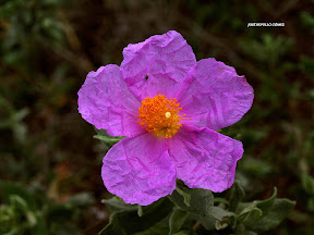 floresde la via verde cabra lucena 028 copia.jpg