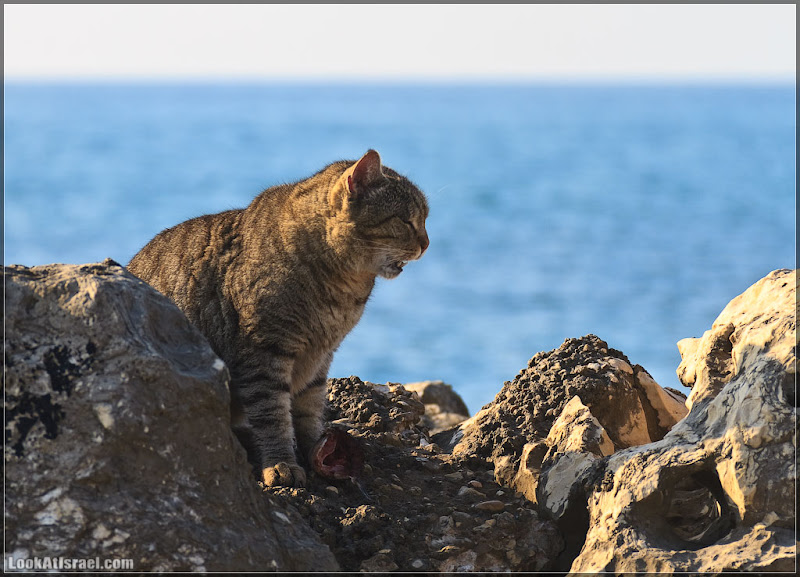 Тель Авивский морской кот (foto il  фото тель авив моря и океаны братья наши  20111216 ta sea cat 011 3227)