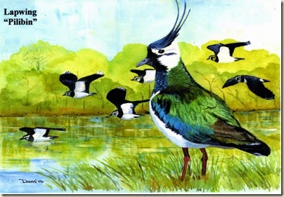 Lapwing552-001 Lapwing552-001
