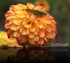 Katydid Dahlia