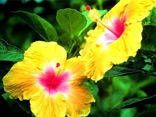 earth_laughs_in_flowers (3)