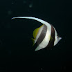 201209 Ko Haa-84.jpg