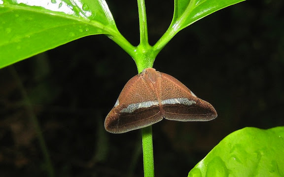 « Cigales-papillons » : Hemiptera, Auchenorrhyncha, Ricaniidae. Wli Falls, Agmatsa Wildlife Sanctuary (Ghana), 11 janvier 2006. Photo : Henrik Bloch