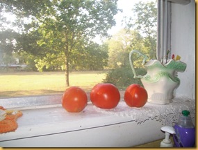 tomatoes on my windowsill-front yard summertime 005