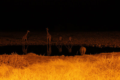 water hole at night.  Okajuevo