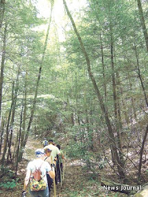 Walking through tall trees 2x.jpg