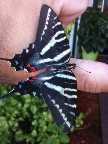 [SamMbutterfly%255B2%255D.jpg]