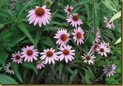 flowers in yard