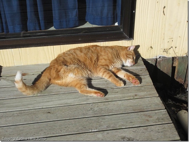 3leggedcat 3leggedcat