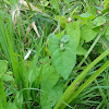 dsc01144.jpg
