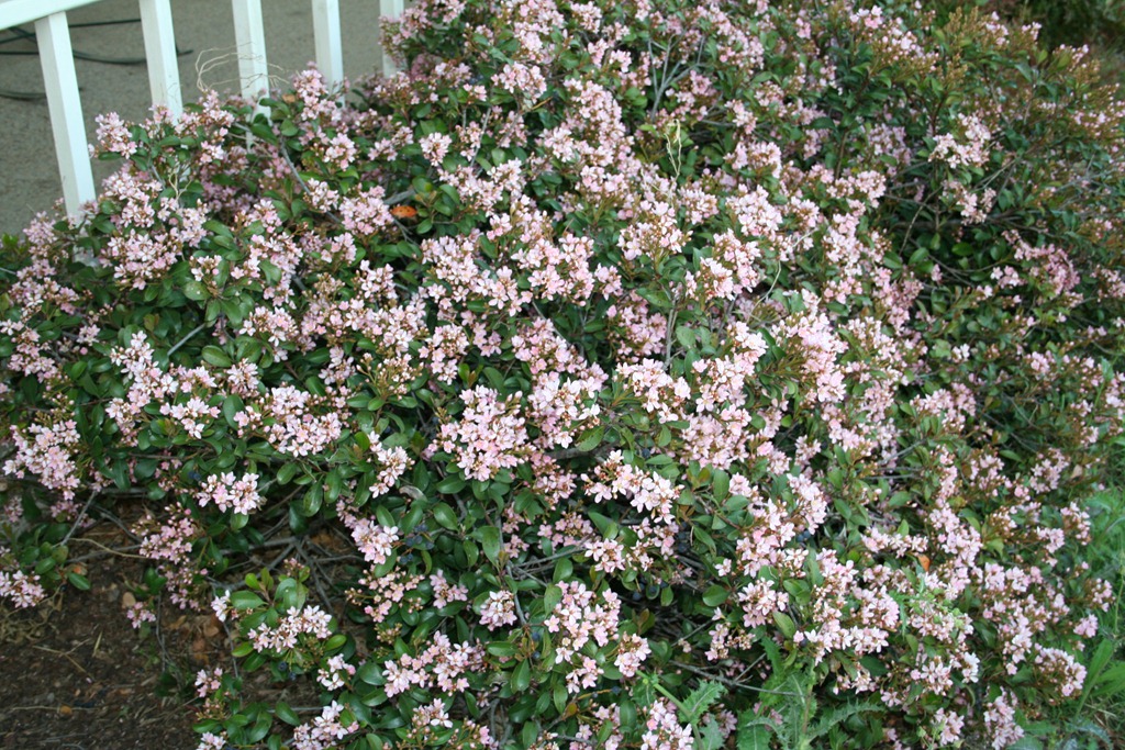 [IndianHawthorne%255B3%255D.jpg]