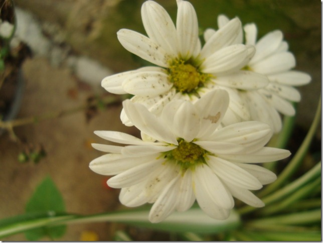DSC04154 DSC04154