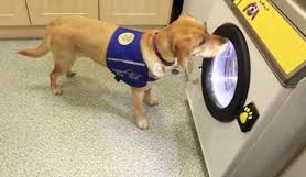 [dog%2520washer%255B4%255D.png]