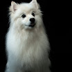 Pets_0610-44-Edit.jpg