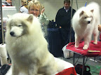 Samoyed