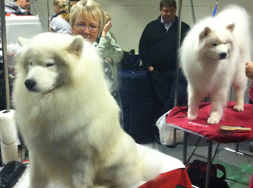 Samoyed
