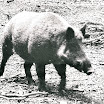 sanglier.jpg