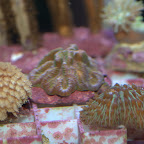 DSC_2147.jpg