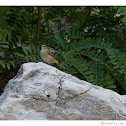 Palm Warbler (Western)