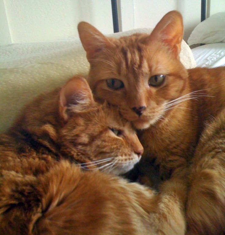 [kittiestogether6.jpg]