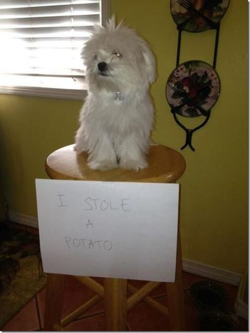 dog-shaming-bad-41