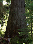 california_sequoia