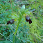 Ophrys