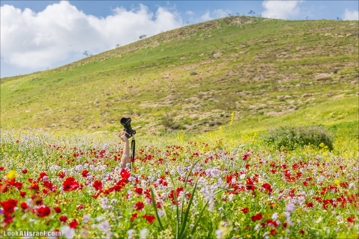 LookAtIsrael.com -      ,  | Um Zuka Reserve, Jordan valley, Israel | שמורת אום זוקה בבקעת ירדן