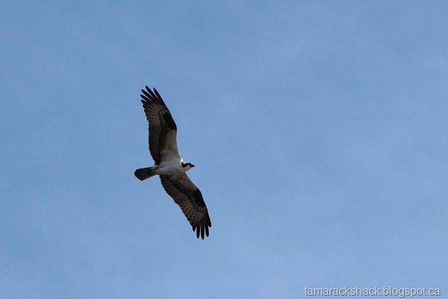 [osprey%255B5%255D.jpg]