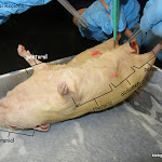 rat_regions.jpg