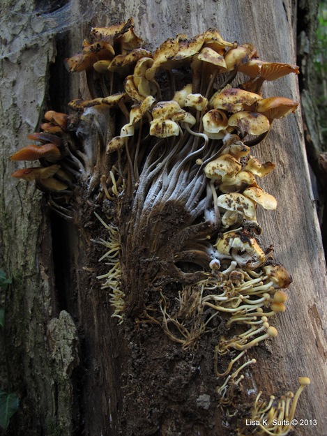 Flammulina bark pulled away