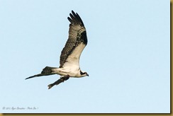 Osprey Flying with fish