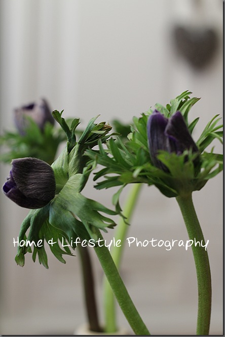 Home & Lifestyle Home & Lifestyle