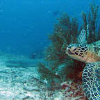 Turtle and whitetip shark