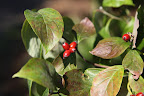 Sharkey, I wouldn't recommend eating these berries, but the Kousa variety of dogwood, produces berries that are edible.  They are said to be sweet and delicious and some people even use them for making wine!