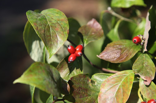 Sharkey, I wouldn't recommend eating these berries, but the Kousa variety of dogwood, produces berries that are edible.  They are said to be sweet and delicious and some people even use them for making wine!