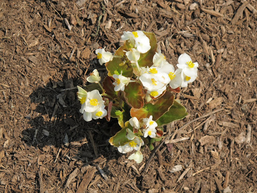 Wax begonias come in many colors such as white, red, and pink.  And their waxy leaves are green, bronze, or brownish.