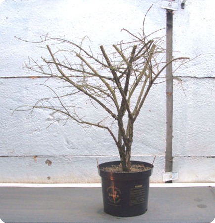 euonymous bonsai 211206 004