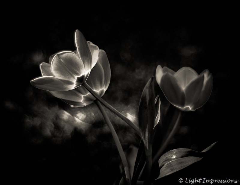 Light Impressions-Tulips