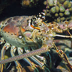Big lobster @ Fishermen's hut